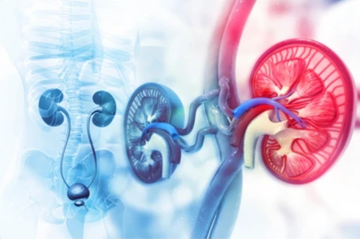 Renal Diseases